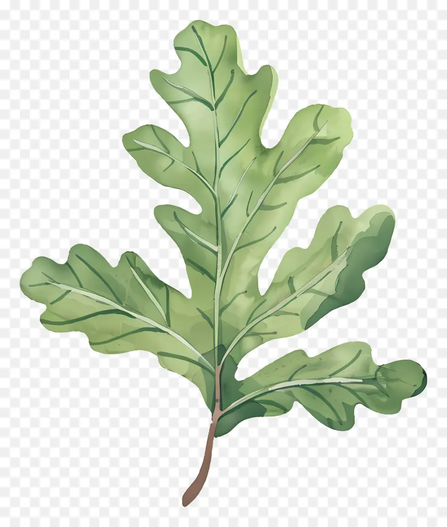 Hoja De Roble，Verde Hoja PNG