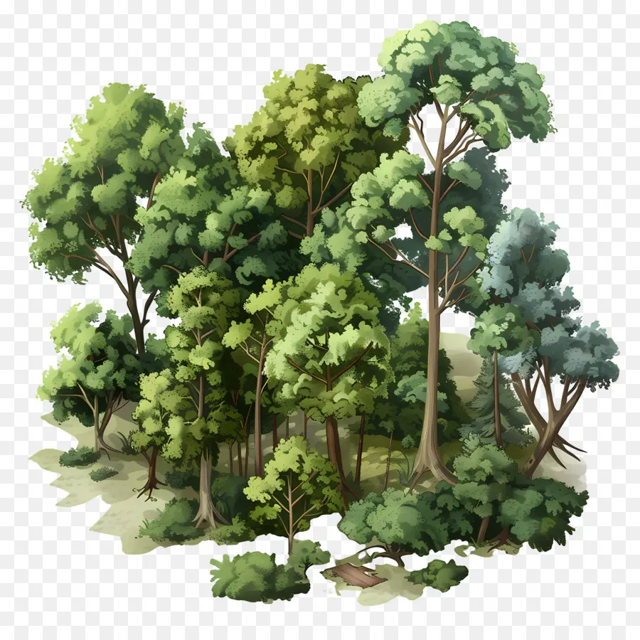 Bosque Denso，Bosque PNG