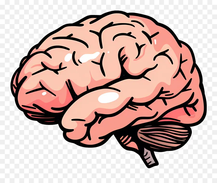 Cerebro，El Cerebro Humano PNG