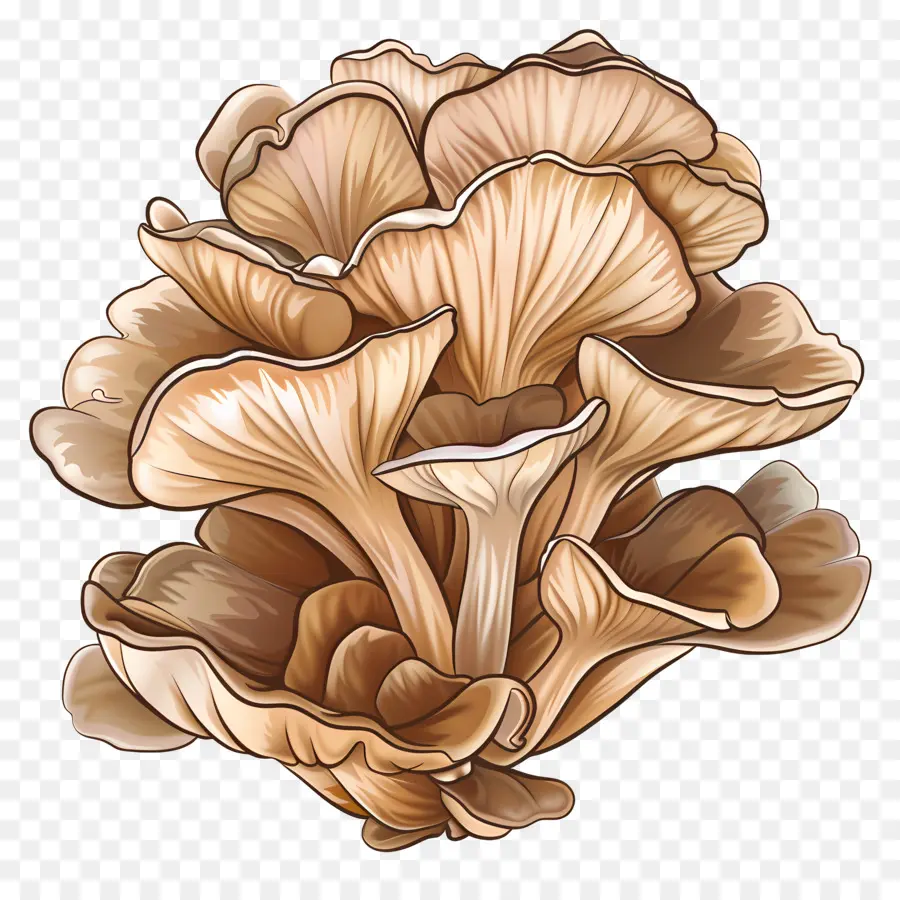 Hongo Maitake，Champiñón PNG