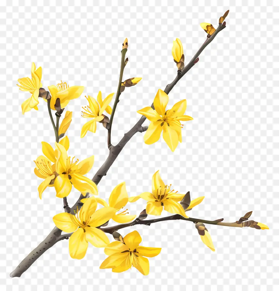 La Forsitia，Flores Amarillas PNG