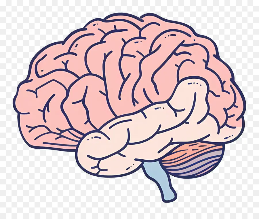 Cerebro，La Anatomía Del Cerebro PNG