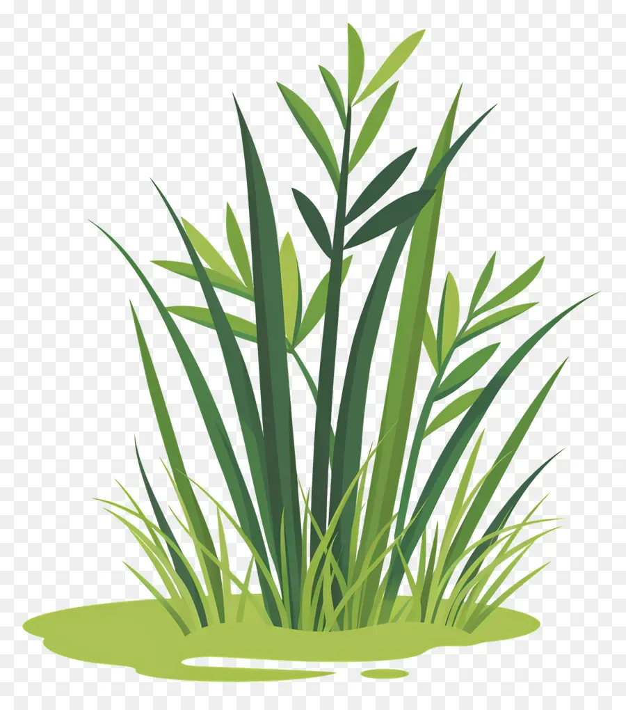 Las Plantas De Arroz，Planta Acuática PNG