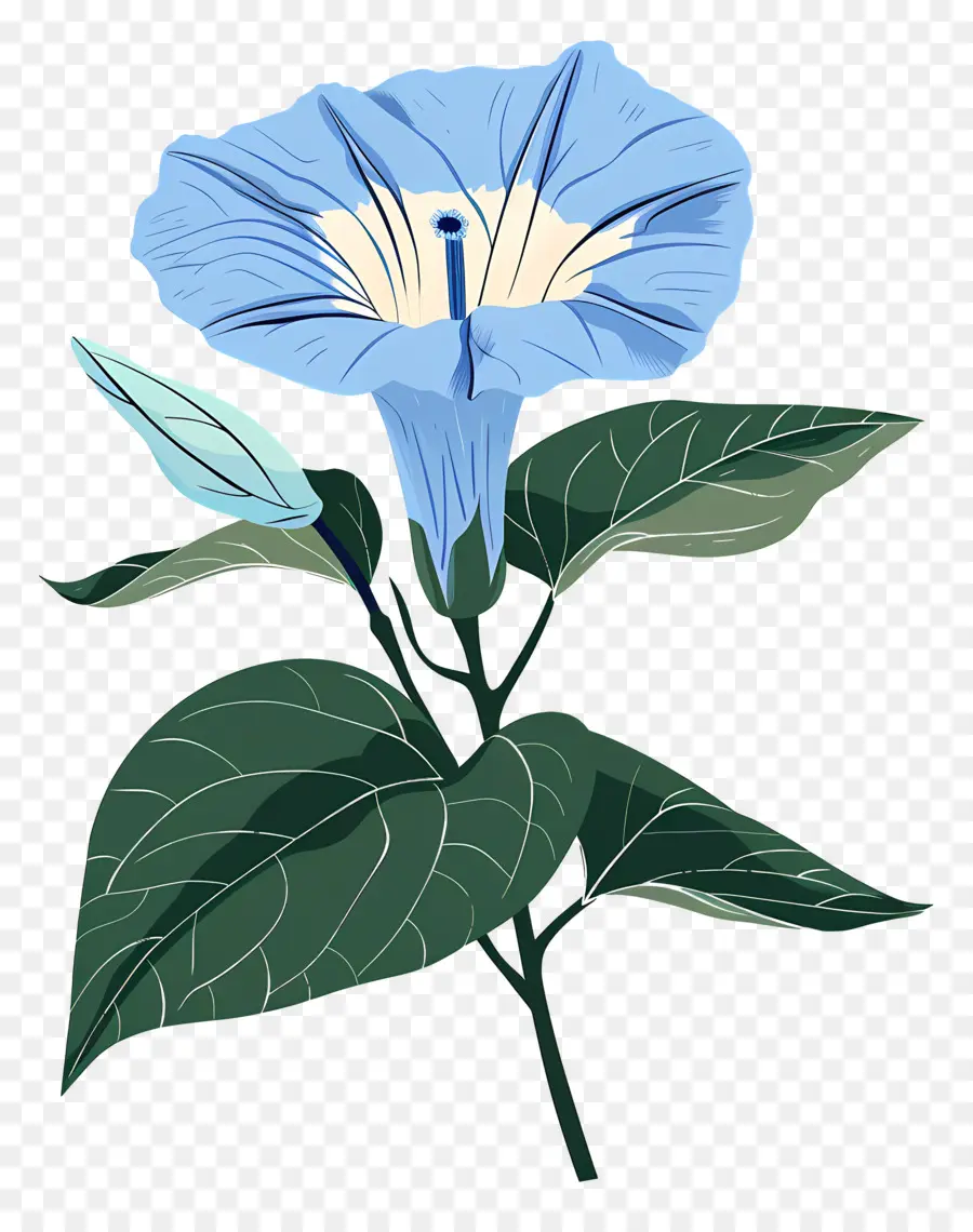 Gloria De La Mañana，Flor Azul PNG