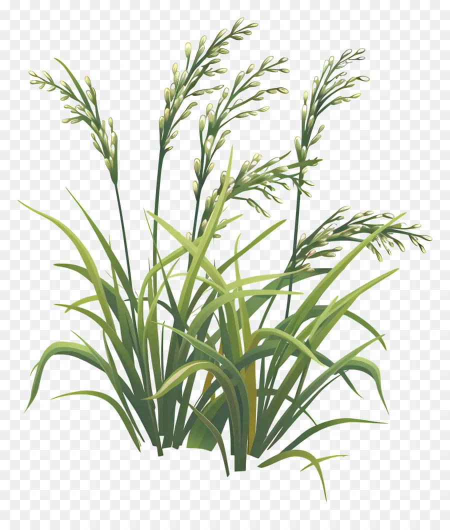 Plantas De Arroz，Césped PNG