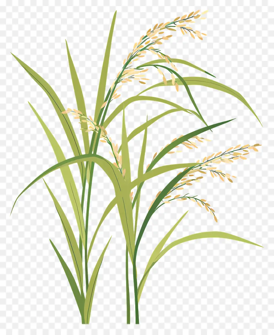 Plantas De Arroz，Mijo Verde PNG