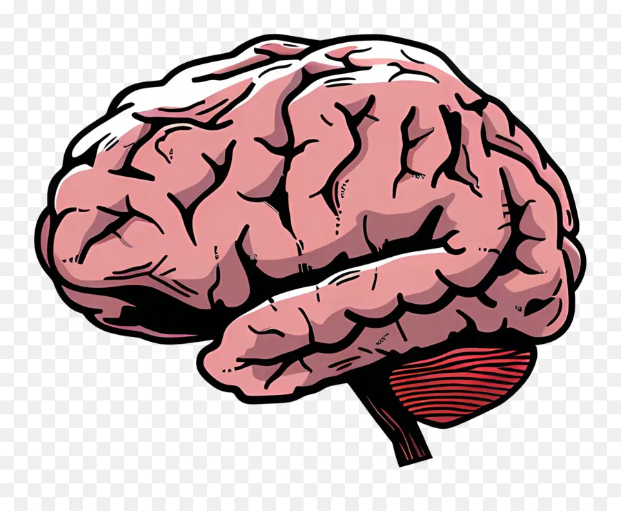 Cerebro，El Cerebro Humano PNG