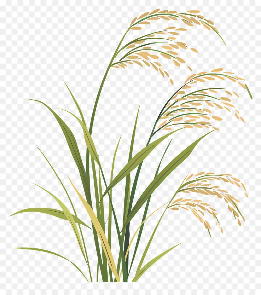 Plantas De Arroz，Planta De Arroz PNG