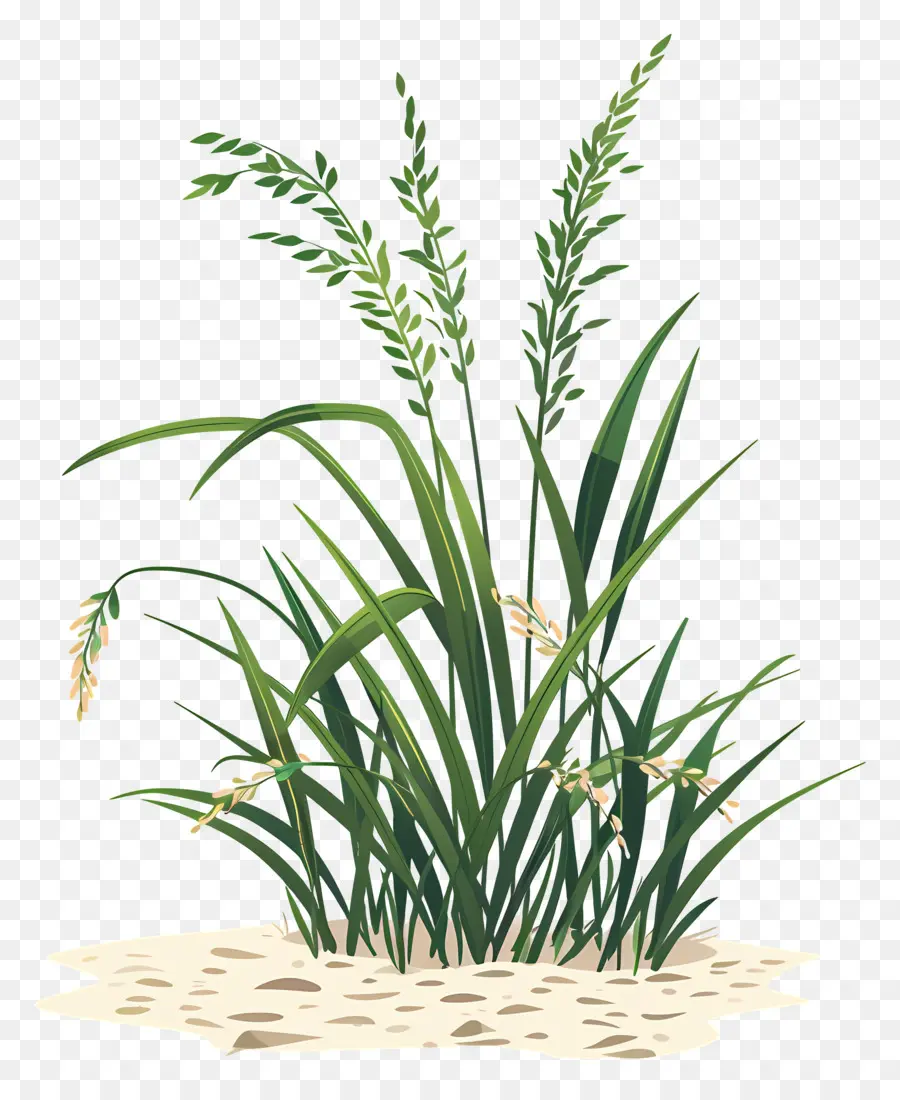 Las Plantas De Arroz，Planta PNG