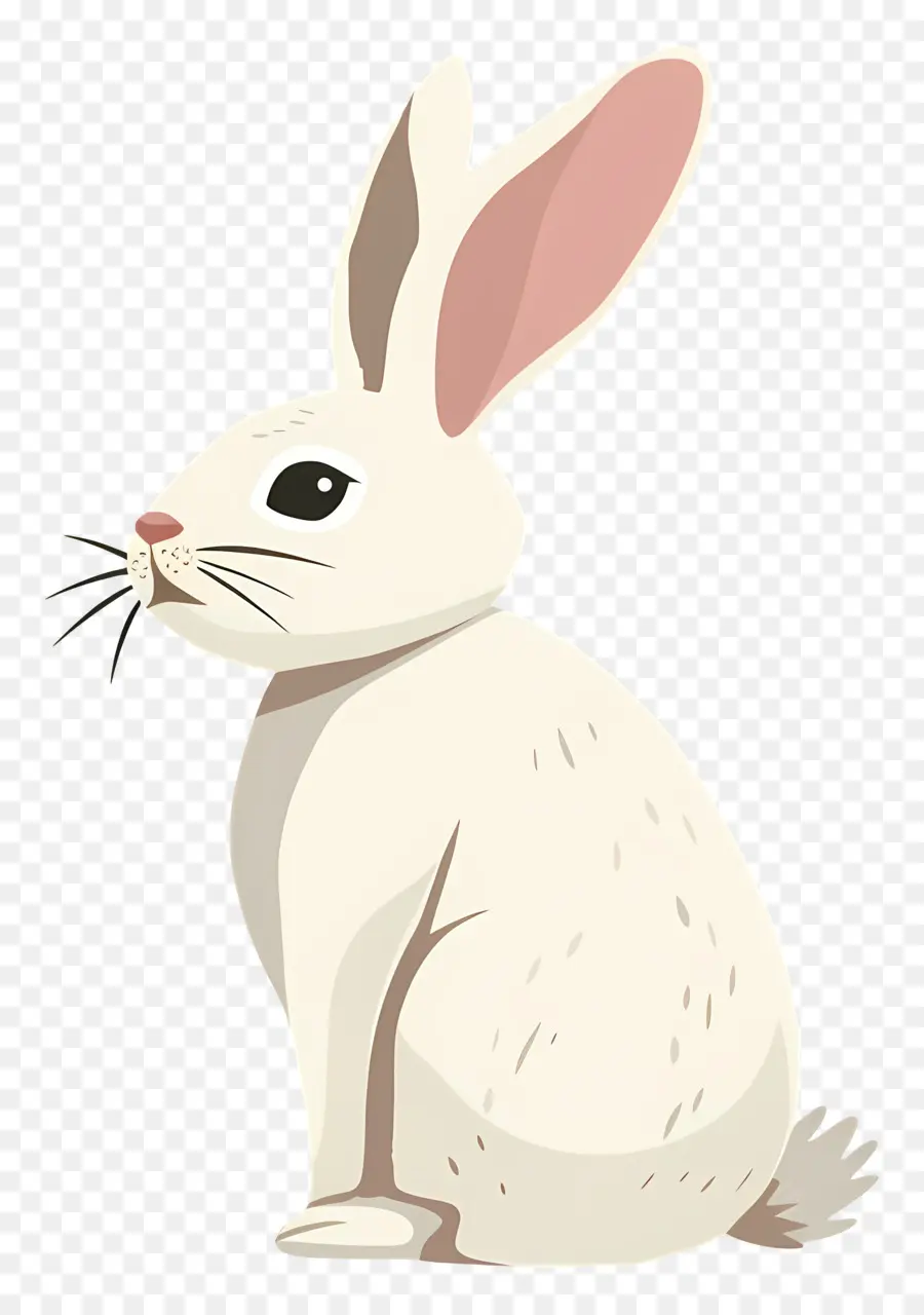 Conejito，Conejo Blanco PNG