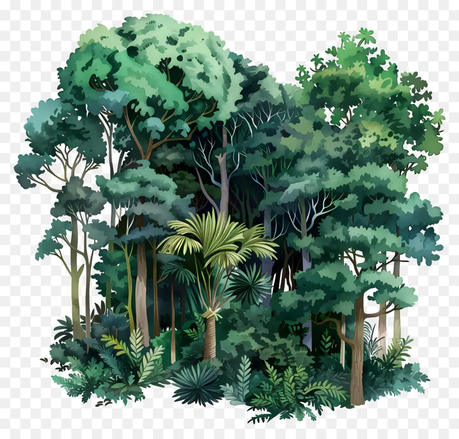 Bosque Denso，Bosque PNG