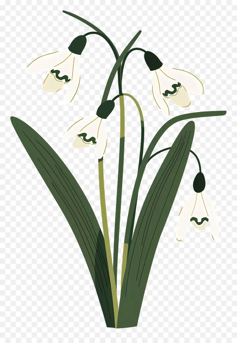 Flor De Nieve，Flor Blanca PNG