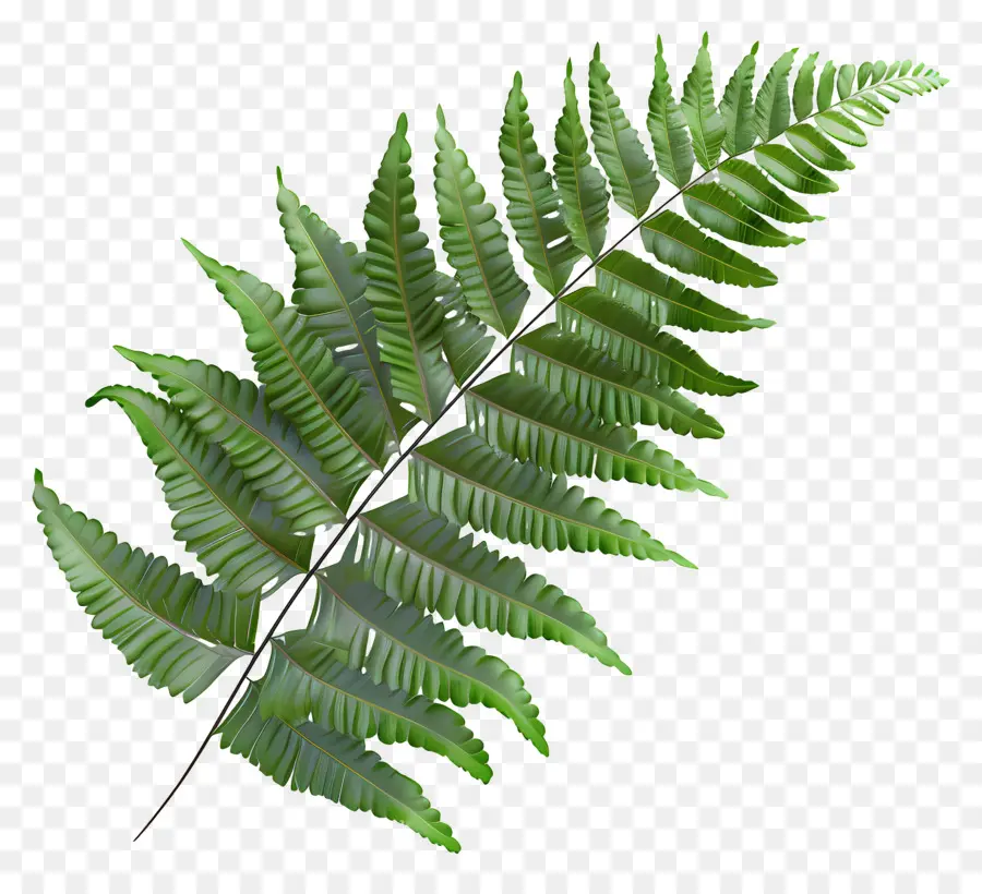 Hoja De Helecho，Hoja Verde PNG