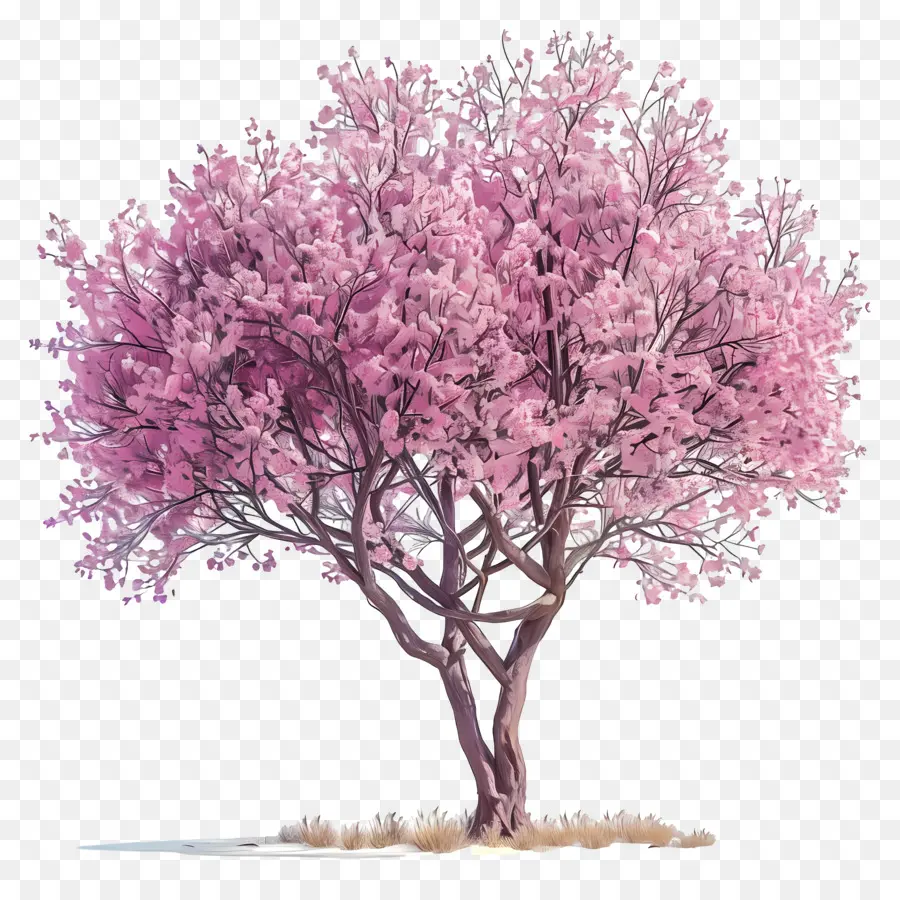 Flor De Cerezo，Rosa árbol PNG