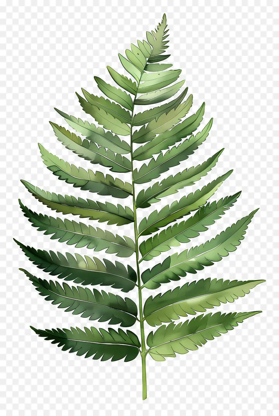 Hoja De Helecho，Bosque PNG