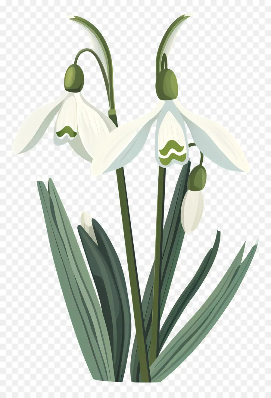 Flor De Nieve，Las Campanillas De Invierno PNG