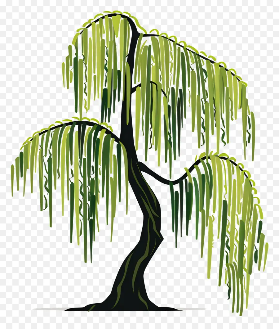 Sauce Llorón，árbol De Sauce PNG