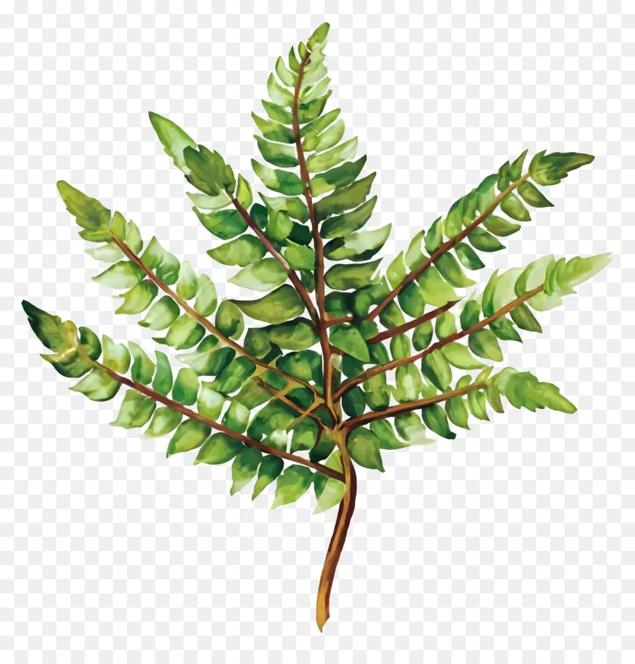 Hoja De Helecho，Hojas De Helecho Verde PNG