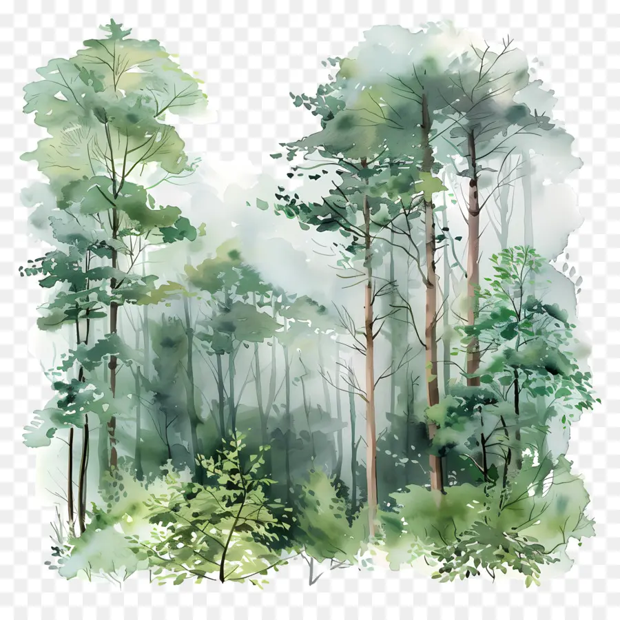 Bosque Denso，Pintura A La Acuarela PNG