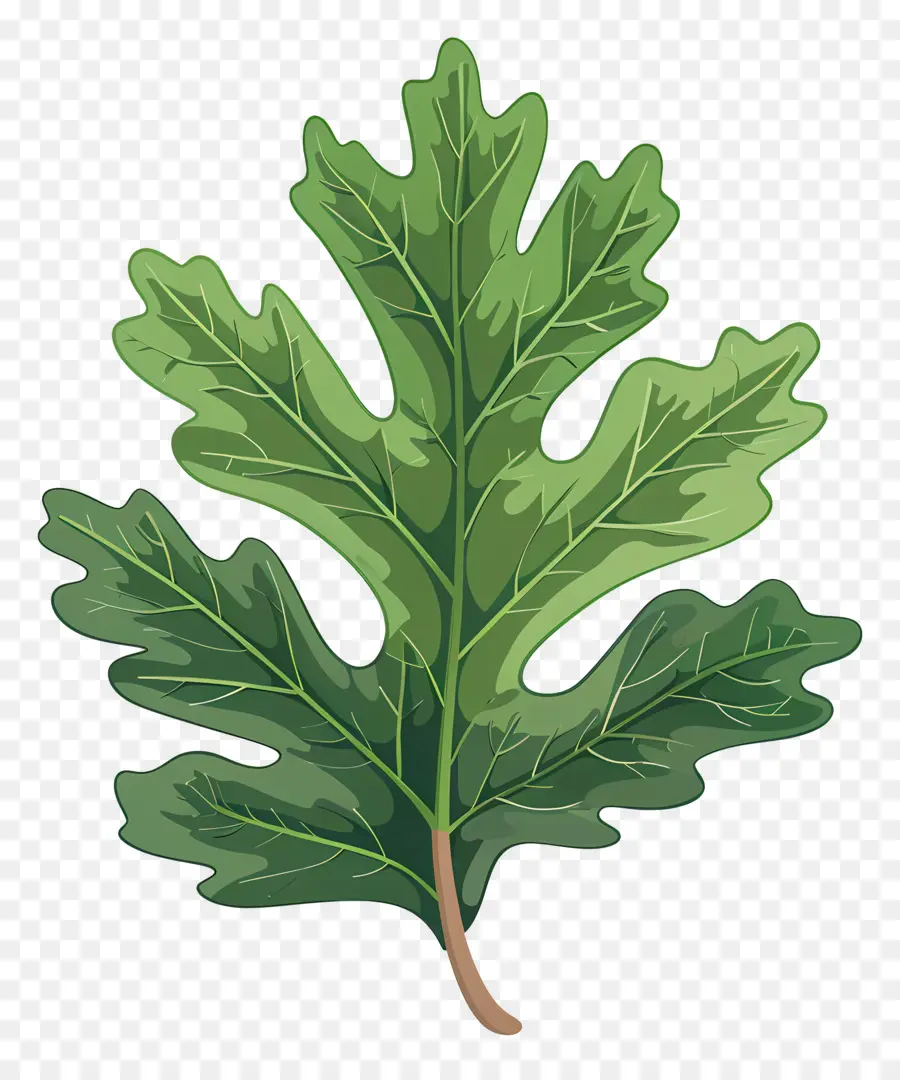 Hoja De Roble，árbol De Roble PNG