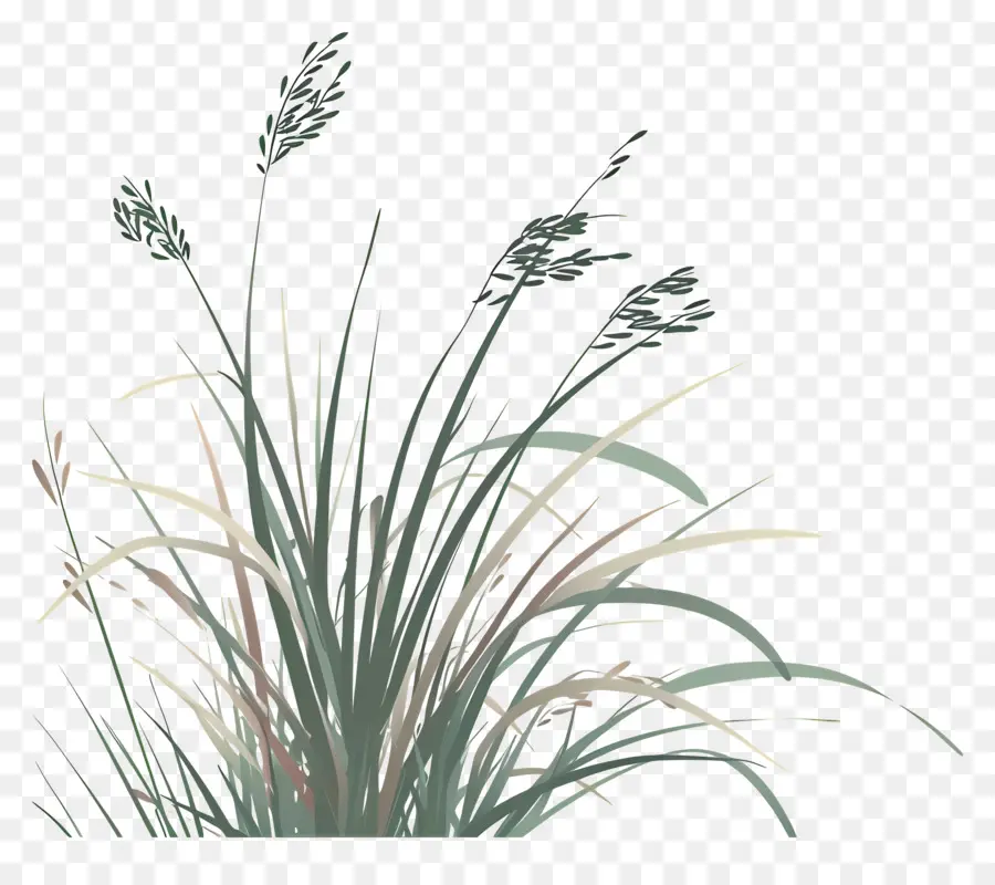 Plantas De Arroz，Planta De Arroz PNG