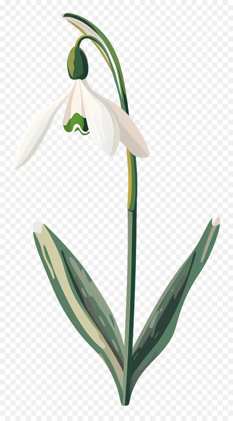 Flor De Nieve，Flor Blanca PNG