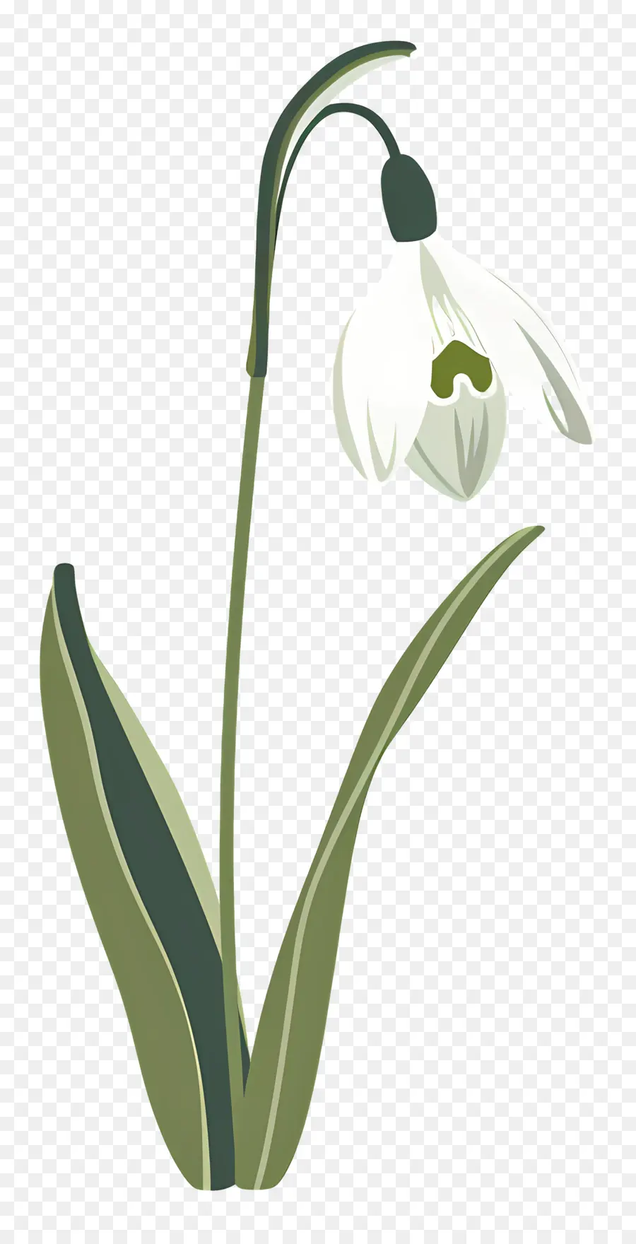 Flor De Nieve，Flor Blanca PNG