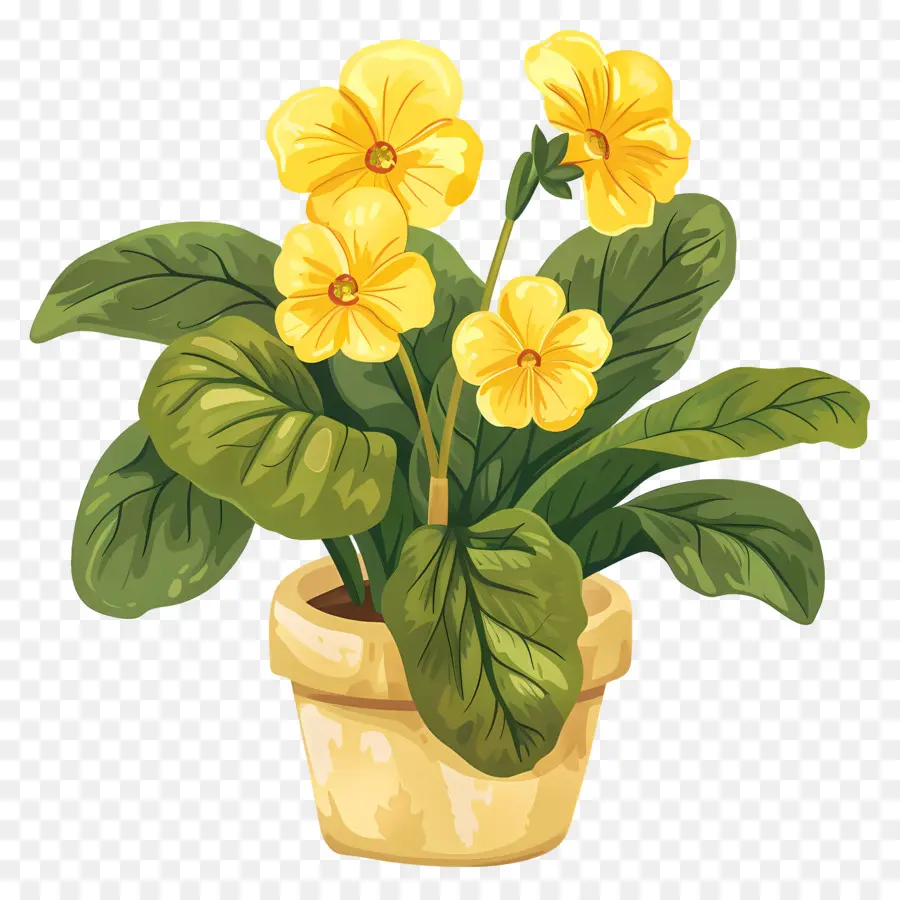 Primrose，Pensamientos PNG