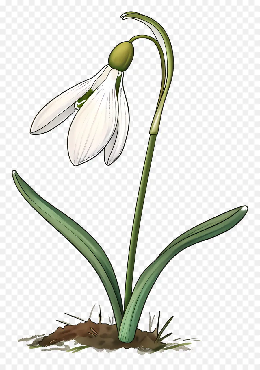 Flor De Nieve，Campanilla De Invierno PNG