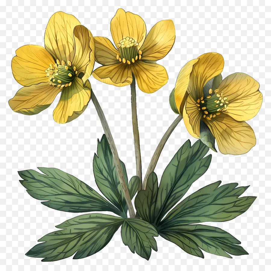Invierno Acónito，Flores Amarillas PNG