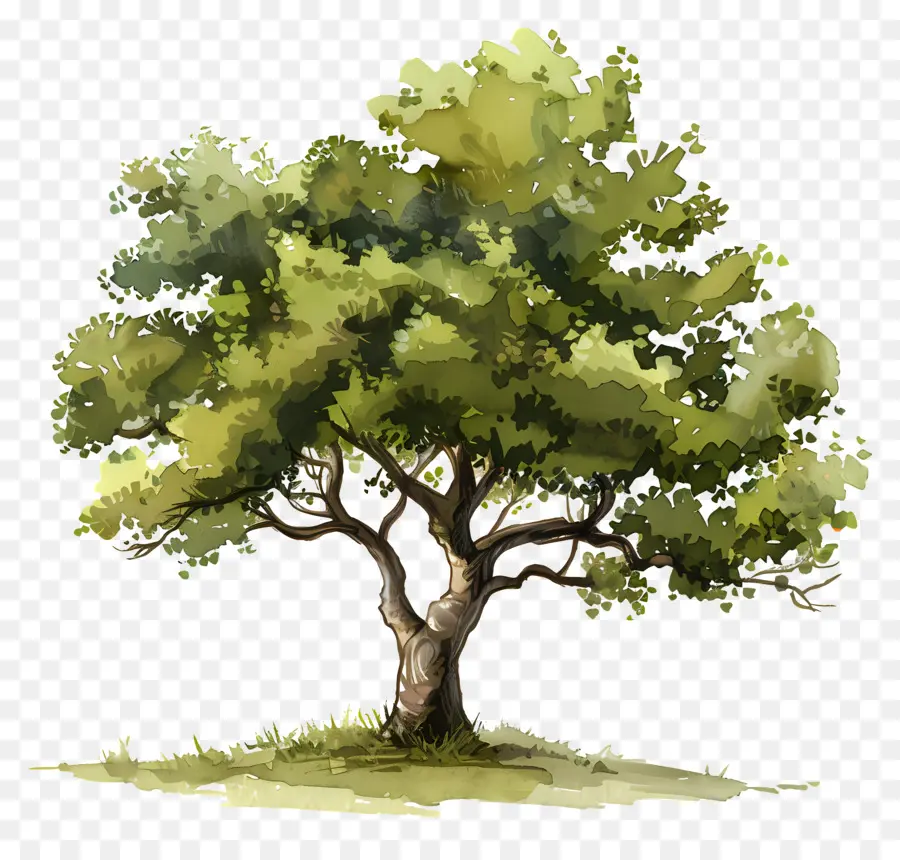 Árbol，árbol De Roble PNG