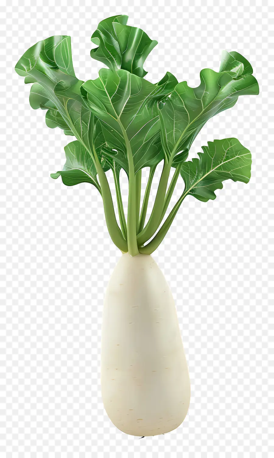 Rábano Japonés，Planta De Rábano Blanco PNG