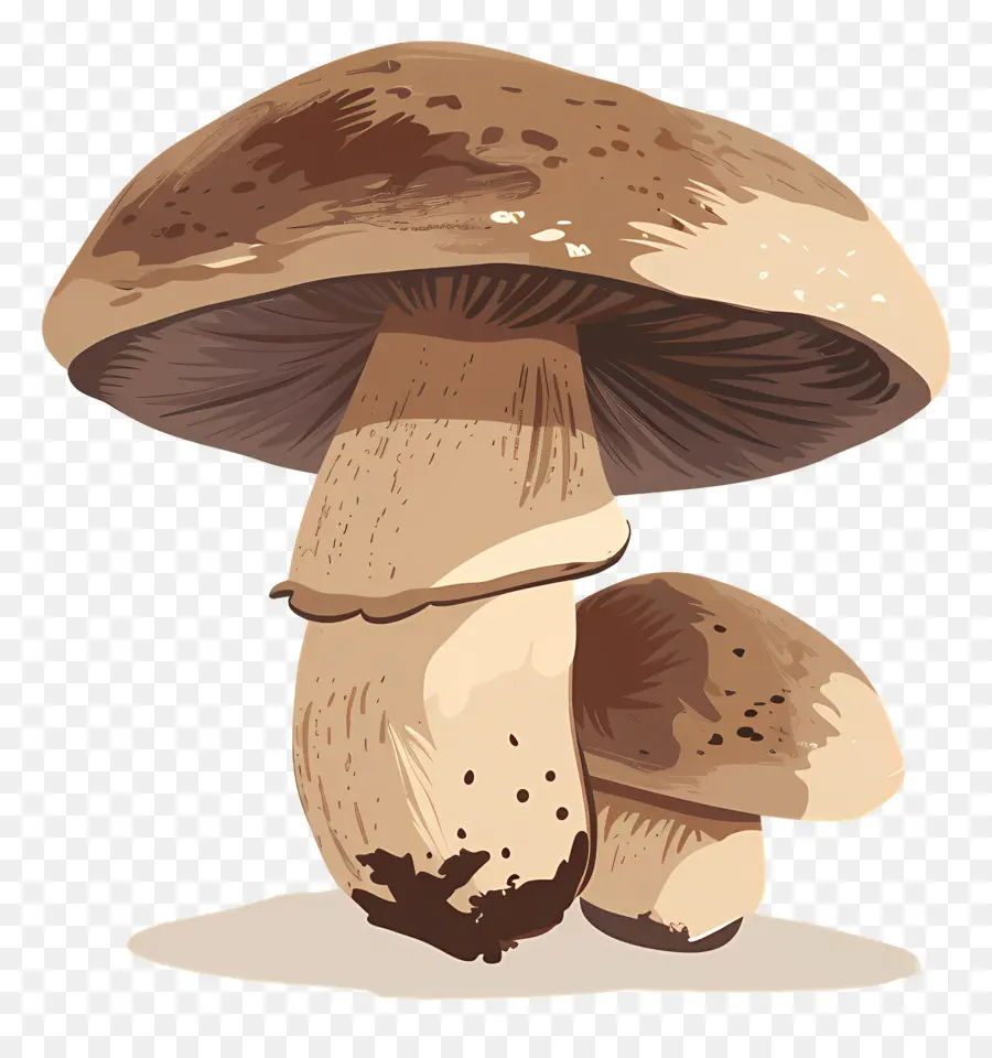 Hongo Boletus，Seta PNG