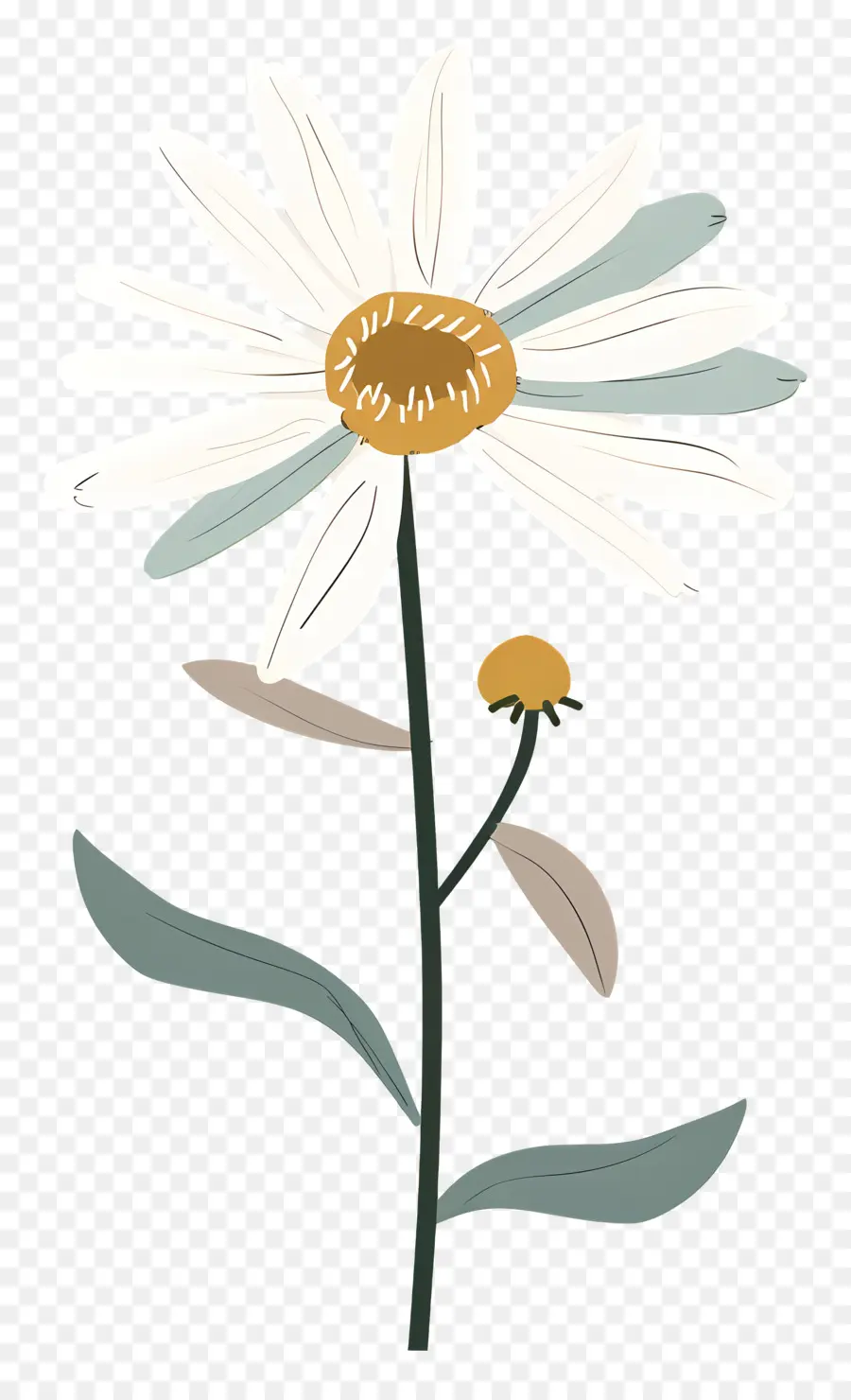 Daisy Blanco，Flor PNG