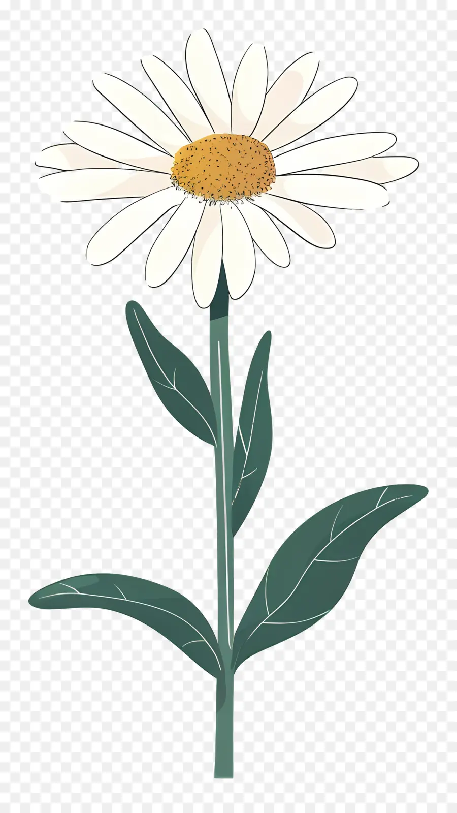 Daisy Blanco，Flor De La Margarita PNG