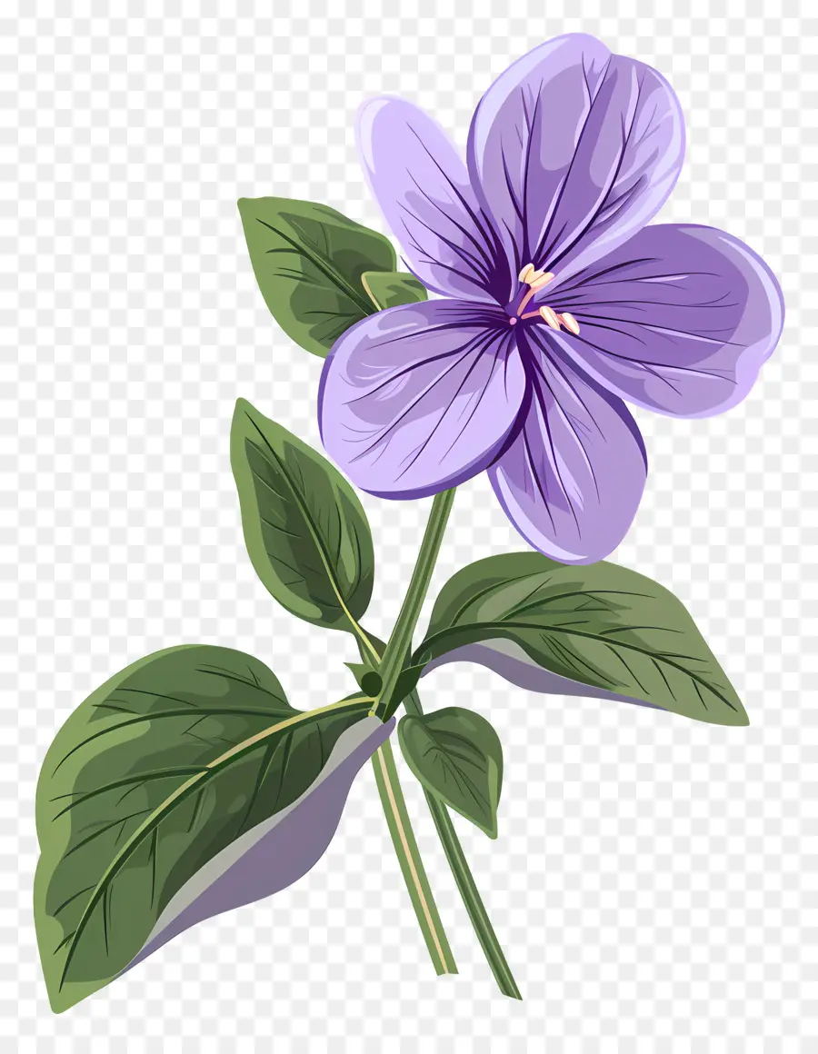 Flor De Violeta，Flor Morada PNG