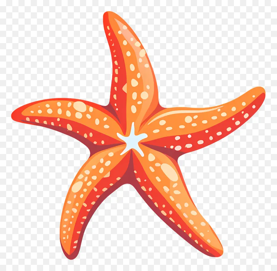 Estrella De Mar，Estrella De Mar Roja PNG