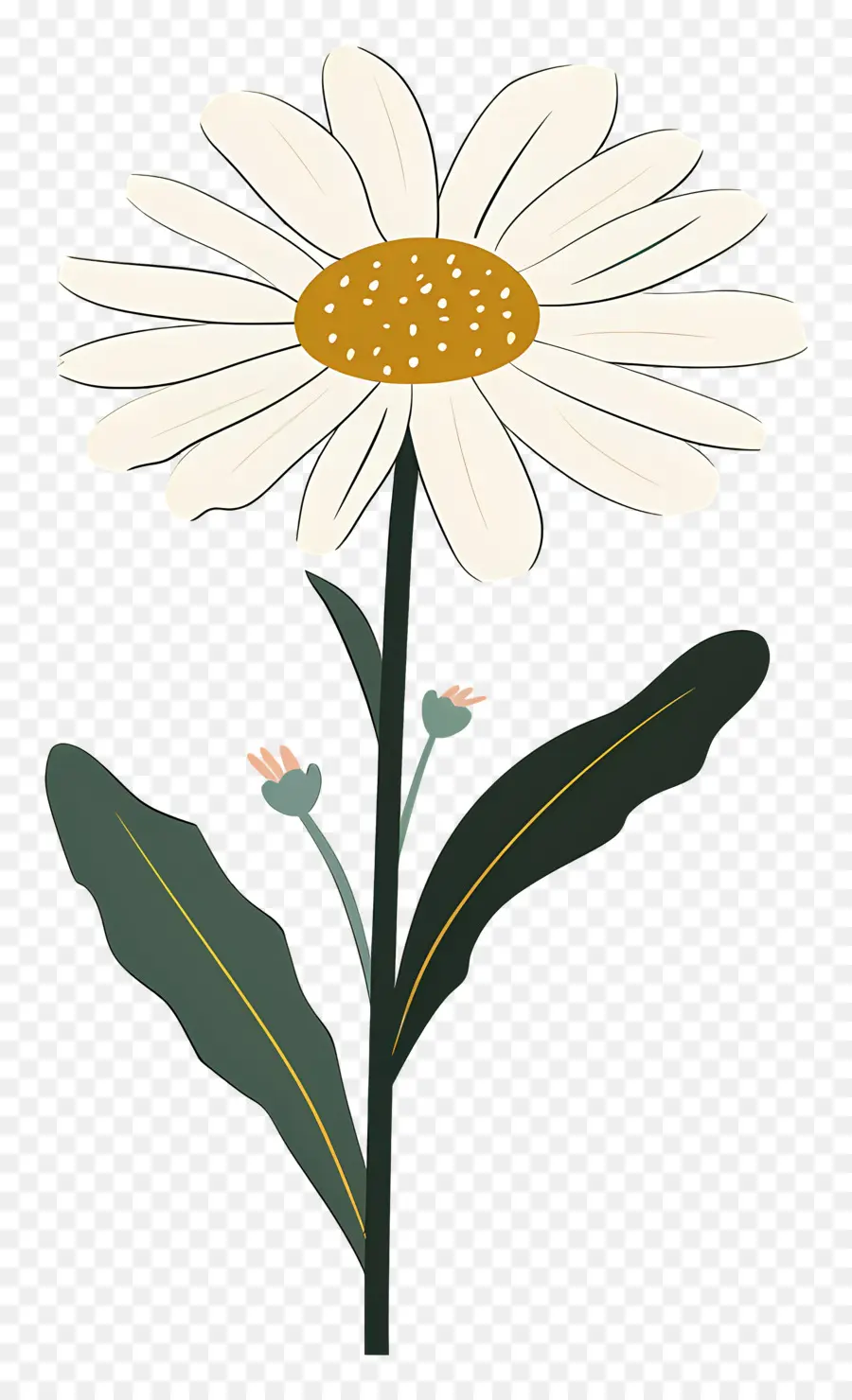 Daisy Blanco，Flor PNG