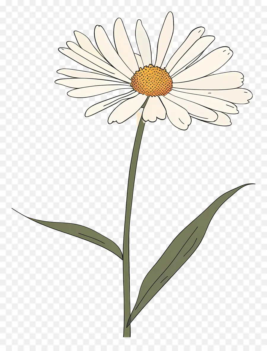 Margarita Blanca，Flor Amarilla PNG