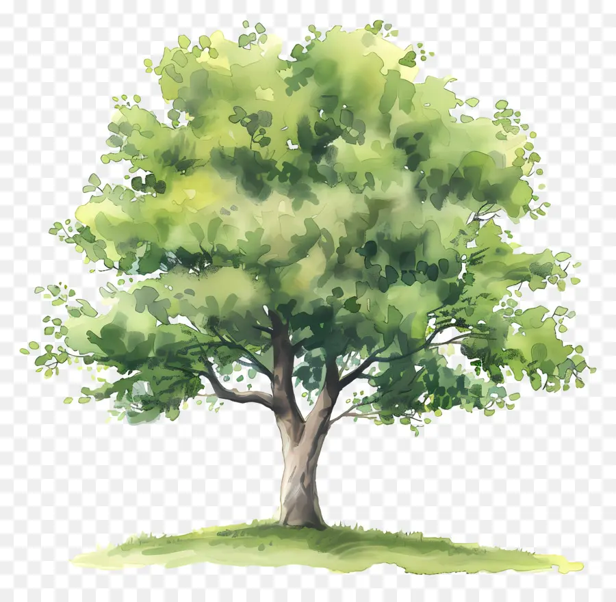 Árbol，Pintura A La Acuarela PNG