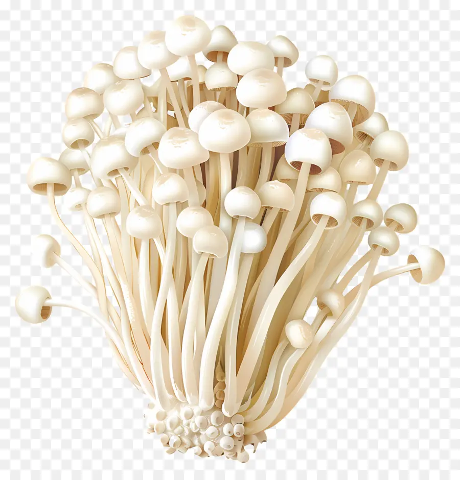 Setas Enoki，Champiñones Blancos PNG