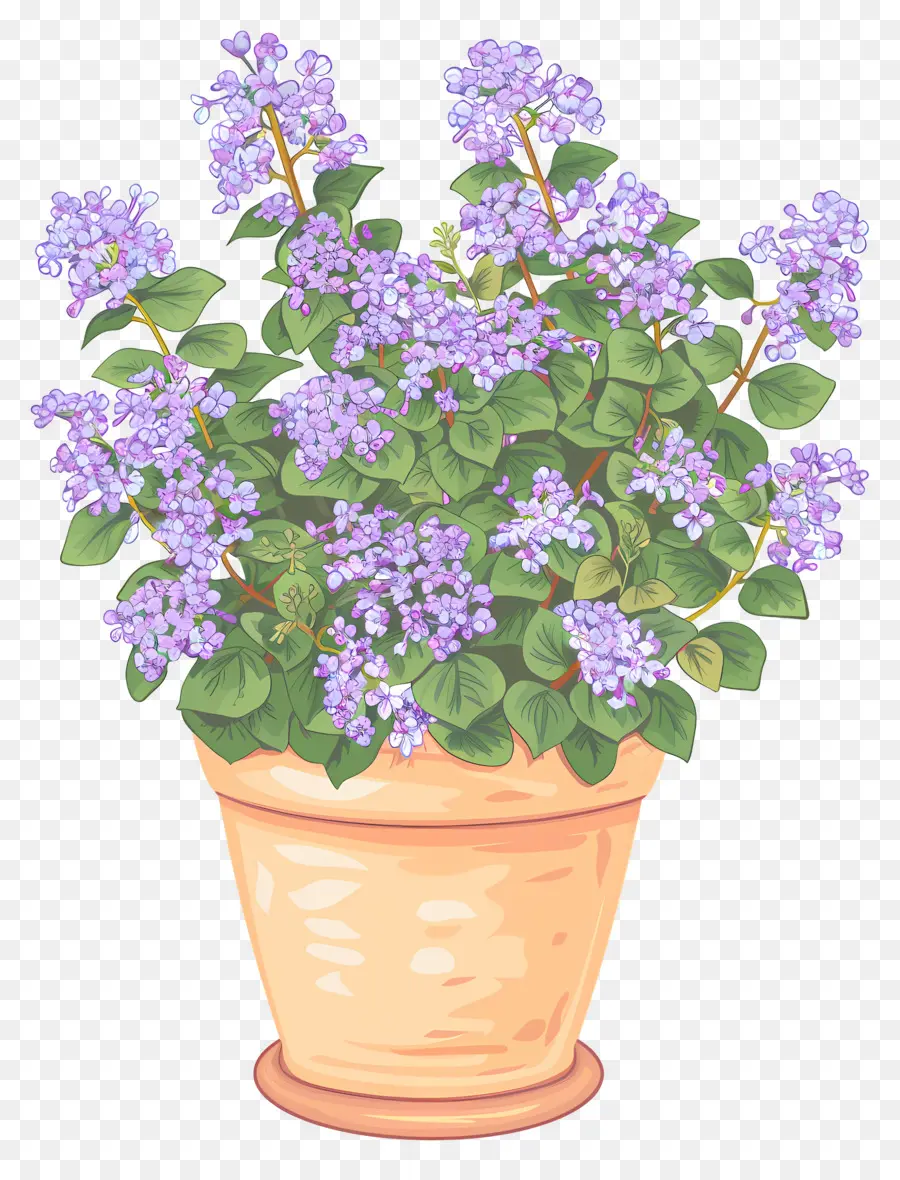Flores De Color Lila，Planta En Maceta PNG