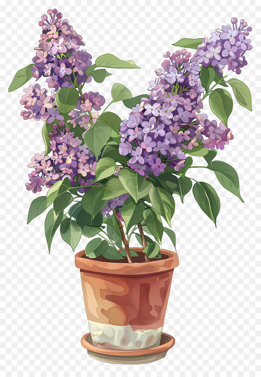 Flores Lilas，Lilas Moradas PNG