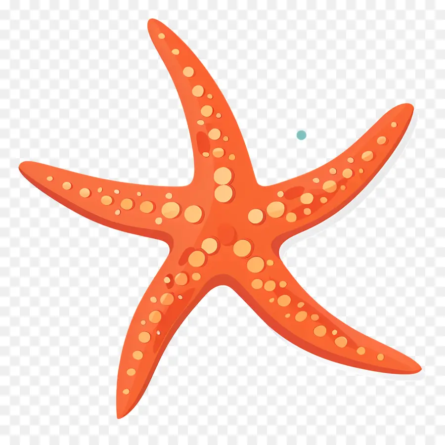 Estrella De Mar，Naranja PNG