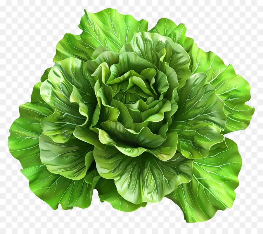 Lechuga，Verde Lechuga PNG