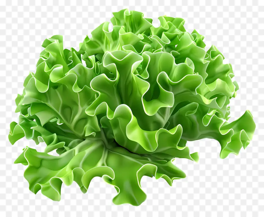 Lechuga，Hoja De Lechuga PNG