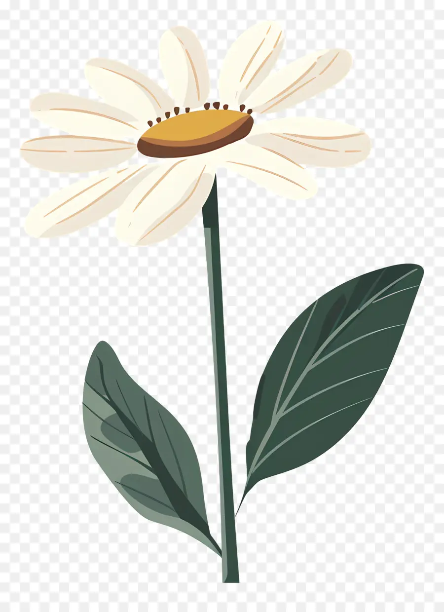 Daisy Blanco，Margarita PNG