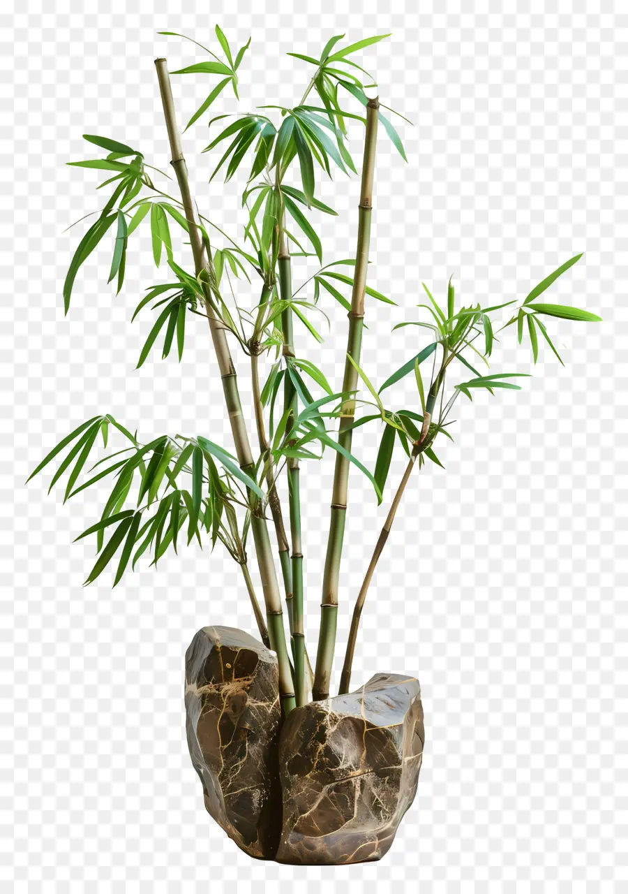 Bambú En Florero，Bambú En Maceta PNG