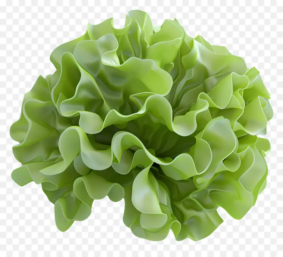 Lechuga，Lechuga Romana PNG