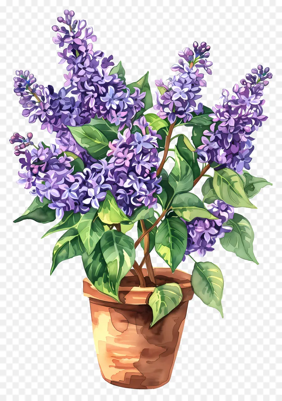 Flores De Color Lila，Lilas PNG